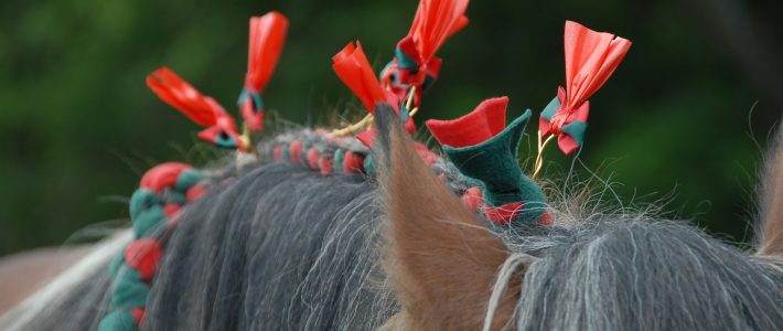 Heste rosetter – symbol på succes og stolthed i ridesporten